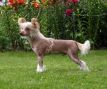 Master for Zholesk from Epocha Chinese Crested