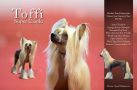Ch. Toffi Super Ciapki Chinese Crested