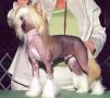 Cabaret's Remember The Titans AOM Chinese Crested