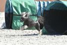 Cline Queen Malverne Chinese Crested