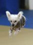 Pristine Princess Cleopatra Chinese Crested