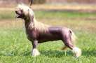 Olegro Katrin Non Plus Ultra Chinese Crested