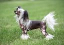 Dominica Planet Of Dream Chinese Crested