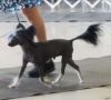 Altacrest's There Can Be Only One Chinese Crested