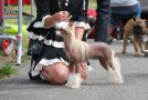 Frendor's Douce et belle Chinese Crested