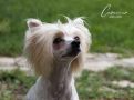 Magnus Staff Quality Doll Chinese Crested