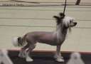 Gardine Spice Up Ur Life Chinese Crested