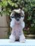 Freya Fairy Tale (Cantarell) Chinese Crested