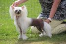 Rangi De Sothis Chinese Crested