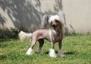Destiny to Fame Heybett Chinese Crested