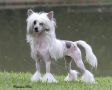 Lapinus Queen of Diamonds Chinese Crested