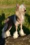 Kranar Able Rable Alvine Band Chinese Crested