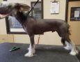 Jewels Zeus At Olympia Chinese Crested