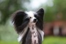 Yam Mey's California Dream Chinese Crested