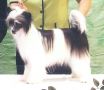 Mooncrest Ms. Stars N Stripes Chinese Crested