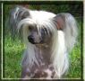 Sun-Hee's Persimmon Chinese Crested