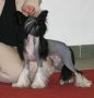 Tippytoes Exuberant Chinese Crested
