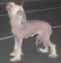Lilu Chinese Crested