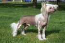 Saxor Ausie Devil Chinese Crested