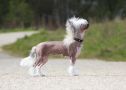 Famrus Priceless Chinese Crested