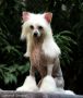 Valentina CC Princes Chinese Crested