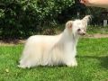 Mslis Gin Rummy Chinese Crested