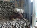 Midnight Music Made in Chine Chinese Crested