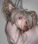 Rosewing's A Smidge Of Mocha Chinese Crested
