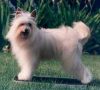 Gingery's Maple Syrup SOD Chinese Crested