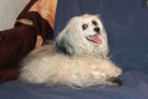 Gayana Chinese Crested