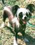Jhanchi Its A Miracle Chinese Crested