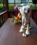 Dame Fortune Epocha Chinese Crested