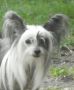 XO's Midnight Masquerade Chinese Crested