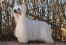 Speechless Disco Heaven Chinese Crested