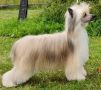 Domtotem French Kiss Chinese Crested