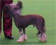 Angelcrest Black Night Chinese Crested