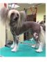Verona Chinese Crested