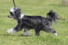 Making Waves at Gardine Chinese Crested