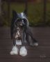 MyAngel-Cristalls The Beast Within SOM Chinese Crested