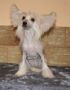 Milena Skay Alen Chinese Crested