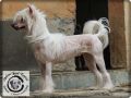 Hl Anabelle Of Avalon Land Chinese Crested