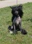 King In Blek For Edmayr Chinese Crested
