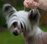 Solino's  Kimiko Chinese Crested