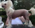 Yrar Embraceable You Chinese Crested