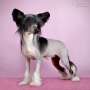 Opus Palmare Chortling with delight Chinese Crested