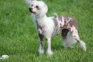 Mysterious Miracles Attractive Chinese Crested