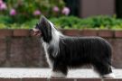 Sofiris Show Eye Candy Chinese Crested