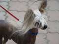 Chench Of Simpati Chinese Crested