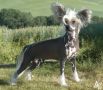 Zucci High Virtue Chinese Crested