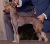 Gingery's Twenty Four Carrots Chinese Crested